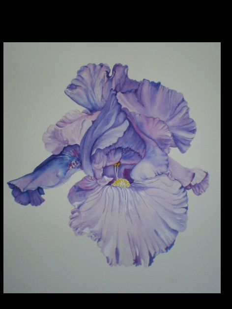 Iris watercolor