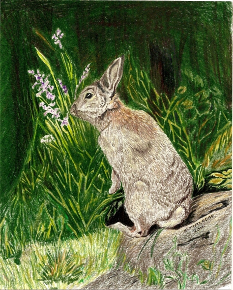 Standing cottontail